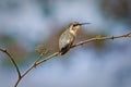 Close up shot of small hummingbird Royalty Free Stock Photo