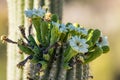 Close-up shot of small insects and bees pollinating flowers of Saguaro cactus