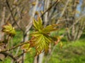 Close-up shot of small leaves of Lobel`s maple or L`Obel`s maple Acer cappadocicum Gled. subspecies lobelii starting to open Royalty Free Stock Photo