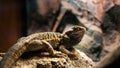 Close up shot of a small lizard in a terrarium on a blurry background Royalty Free Stock Photo