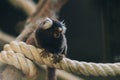 Close up shot of small marmoset hanging on big cotton rope