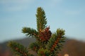Close-up shot of a small pine cone resting on a fir tree branch against a sky with a bright blue hue Royalty Free Stock Photo