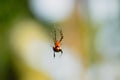 Close-up shot of a small spider hanging precariously on a web