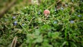 Close up shot of small wooden mushroom with red hat placed between small flowers and grass Royalty Free Stock Photo