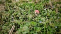 Close up shot of small wooden mushroom with red hat placed between small flowers and grass Royalty Free Stock Photo