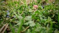 Close up shot of small wooden mushroom with red hat placed between small flowers and grass Royalty Free Stock Photo