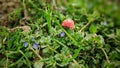 Close up shot of small wooden mushroom with red hat placed between small flowers and grass Royalty Free Stock Photo