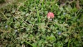 Close up shot of small wooden mushroom with red hat placed between small flowers and grass Royalty Free Stock Photo