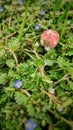 Close up shot of small wooden mushroom with red hat placed between small flowers and grass Royalty Free Stock Photo