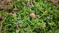 Close up shot of small wooden mushroom with red hat placed between small flowers and grass Royalty Free Stock Photo