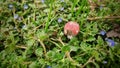 Close up shot of small wooden mushroom with red hat placed between small flowers and grass Royalty Free Stock Photo