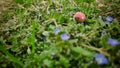 Close up shot of small wooden mushroom with red hat placed between small flowers and grass Royalty Free Stock Photo