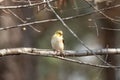 Close-up shot of a small yellow female American goldfinch bird perched on a tree branch Royalty Free Stock Photo