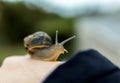 Close up shot of a snail crawling on a woman`s hand in autumn Royalty Free Stock Photo