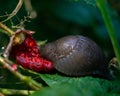 Close-up shot of a snail on a green leaf eating a ripe fresh strawberry in nature Royalty Free Stock Photo