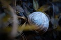 Close-up shot of a snail hiding inside a shell in the woods in fall Royalty Free Stock Photo