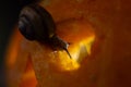 Snail on the ominous glow from inside an orange pumpkin