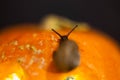 Snail on the ominous glow from inside an orange pumpkin