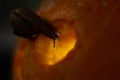 Snail on the ominous glow from inside an orange pumpkin