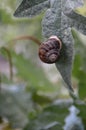 Close up shot of a snail resting in shell on a leaf Royalty Free Stock Photo