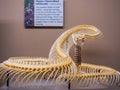 Close up shot of a snake bone in the Museum of Osteology