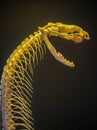 Close up shot of a snake bone structure Royalty Free Stock Photo