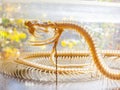 Close up shot of a snake bone structure Royalty Free Stock Photo