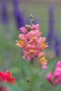 Close up shot of snap dragon flower Royalty Free Stock Photo