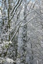 a close-up shot of snow - covered trees during the day Royalty Free Stock Photo