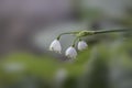 Close up shot of Snow drop flowers Royalty Free Stock Photo