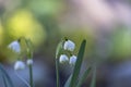 Close up shot of Snow drop flowers Royalty Free Stock Photo