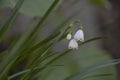 Close up shot of Snow drop flowers Royalty Free Stock Photo