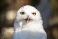 Portrait of a snow-owl. Royalty Free Stock Photo