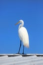 Snow white Egret against blue sky Royalty Free Stock Photo