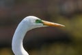 Close up shot of snow white Egret on the lawn Royalty Free Stock Photo