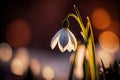 A close-up shot of a snowdrop with bokeh of other winter flowers in the background