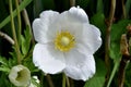 Close-up shot of a snowdrop windflower blooming in a meadow