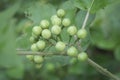 Close up shot of the Solanum torvum fruit