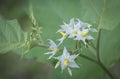 Close up shot of the Solanum torvum fruit Royalty Free Stock Photo
