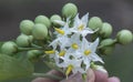 Close up shot of the Solanum torvum fruit Royalty Free Stock Photo