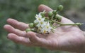 Close up shot of the Solanum torvum fruit