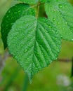 Close-up shot of a solitary leaf with dewdrops clinging to its surface Royalty Free Stock Photo