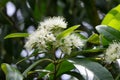 Beautiful Lemon Myrtle Flowers In Natural Light