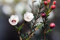 Close-up shot of some blooming wintersweet flower and buds..