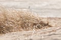 Dry grass in sand on a Swedish beach in the summer