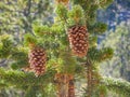 Close up shot of some fresh pine cone hanging on the tree Royalty Free Stock Photo