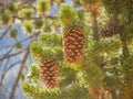 Close up shot of some fresh pine cone hanging on the tree Royalty Free Stock Photo