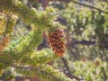 Close up shot of some fresh pine cone hanging on the tree Royalty Free Stock Photo