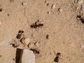 Close up shot of some Red imported fire ant in Red Rock Canyon