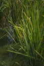 Close-up shot some rice plants on the rice field